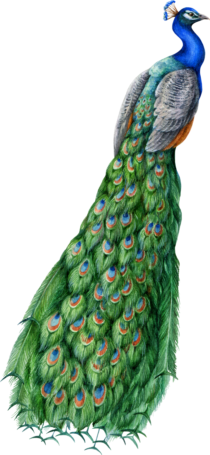 Peacock bird watercolor detailed illustration